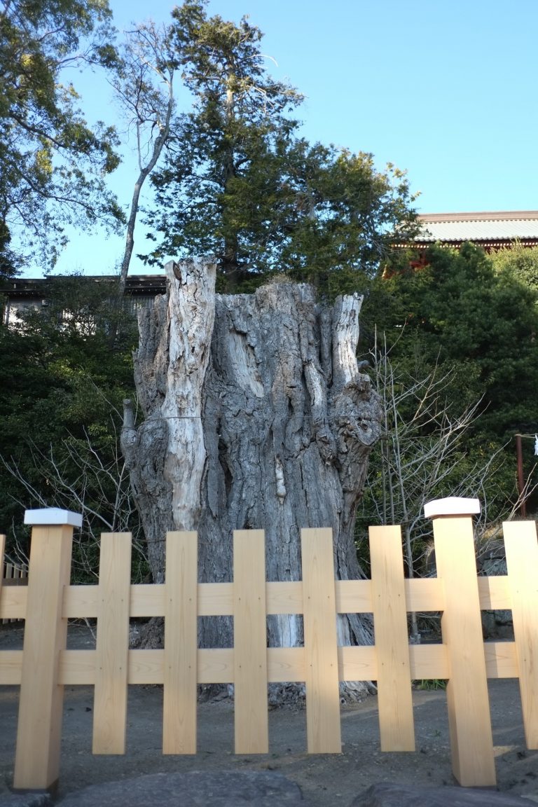 鎌倉 鶴岡八幡宮 鎌倉 鶴岡八幡宮