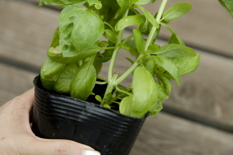 ハーブの寄せ植え ハーブの寄せ植え