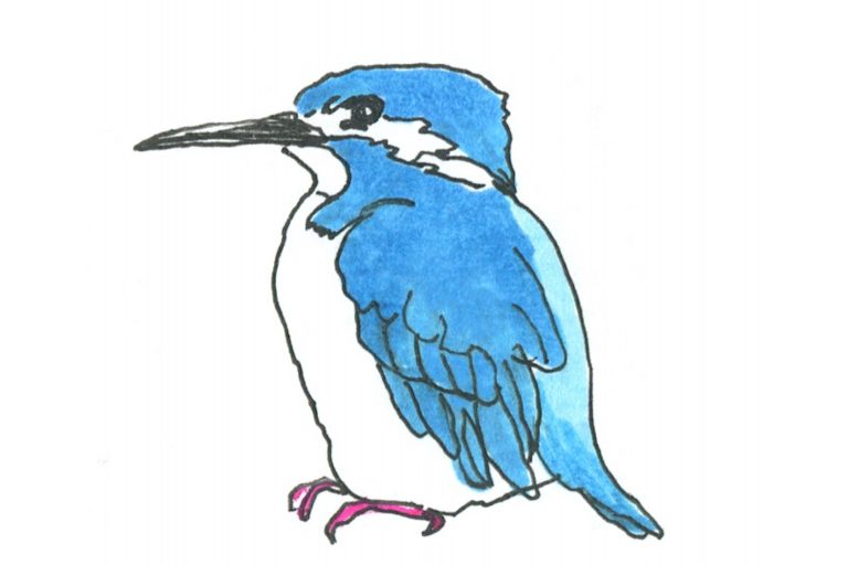 カワセミ カワセミ