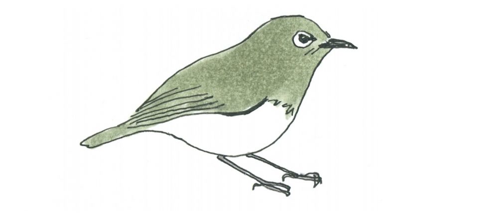 自宅、公園で始められる!癒し×学びの野鳥観察「バードウォッチング」のススメ。