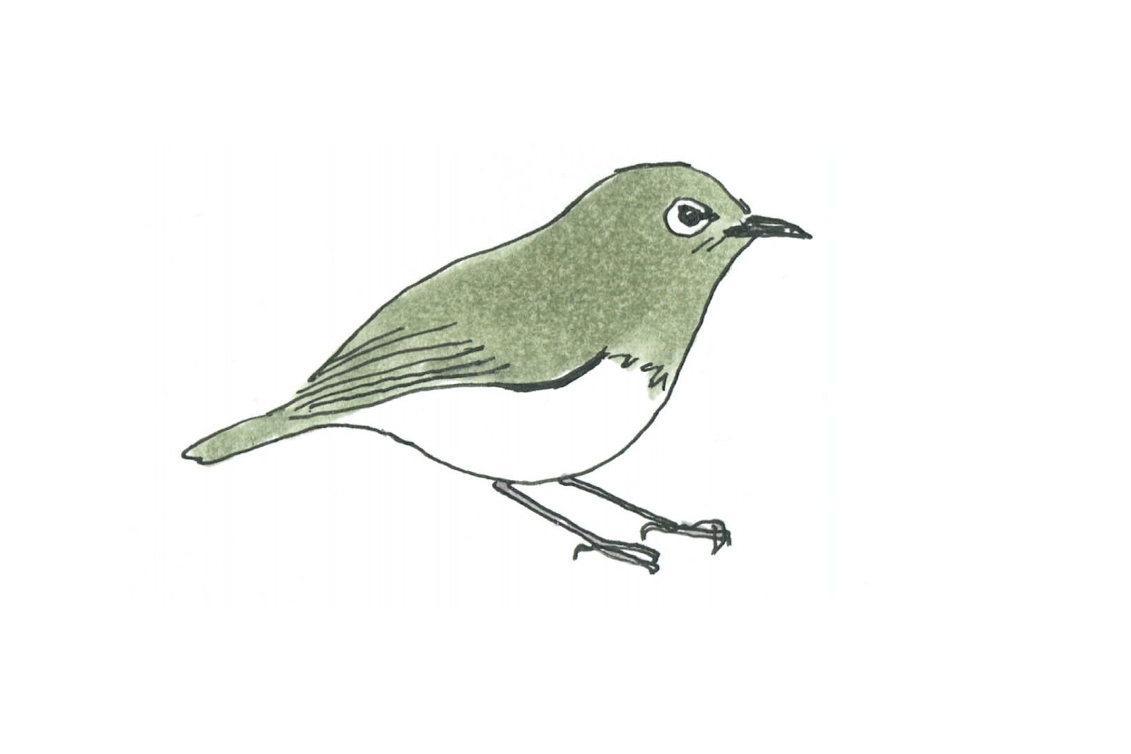 自宅、公園で始められる！癒し×学びの野鳥観察「バードウォッチング