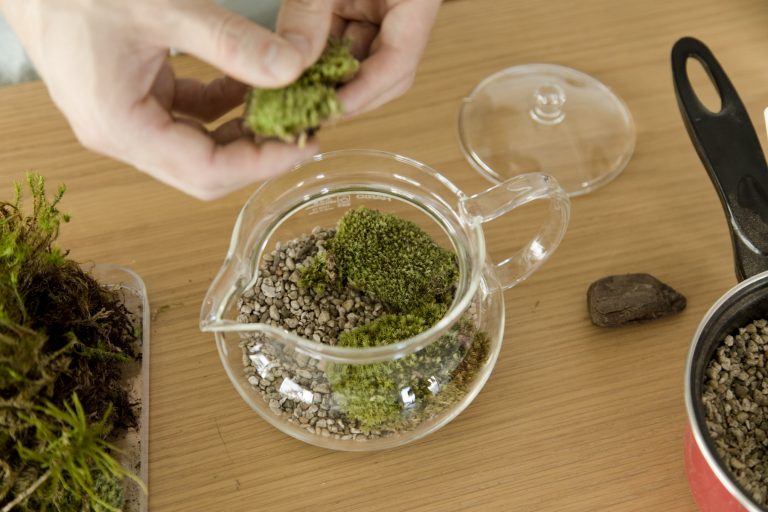 初心者でも簡単 テラリウム の作り方 苔が創り出す小さな世界に思わず夢中に Lifestyle Hanako Tokyo