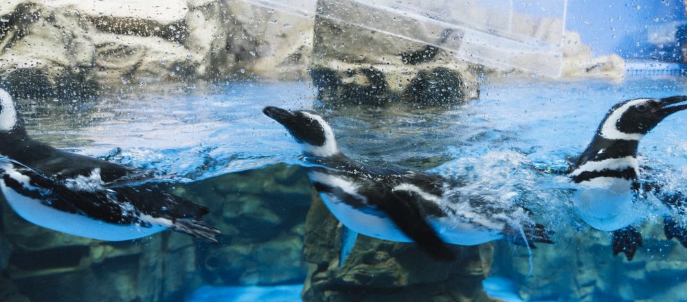 【台湾】今、最も注目されている水族館〈Xpark〉へ。天井まで届く大きな水槽は圧巻!