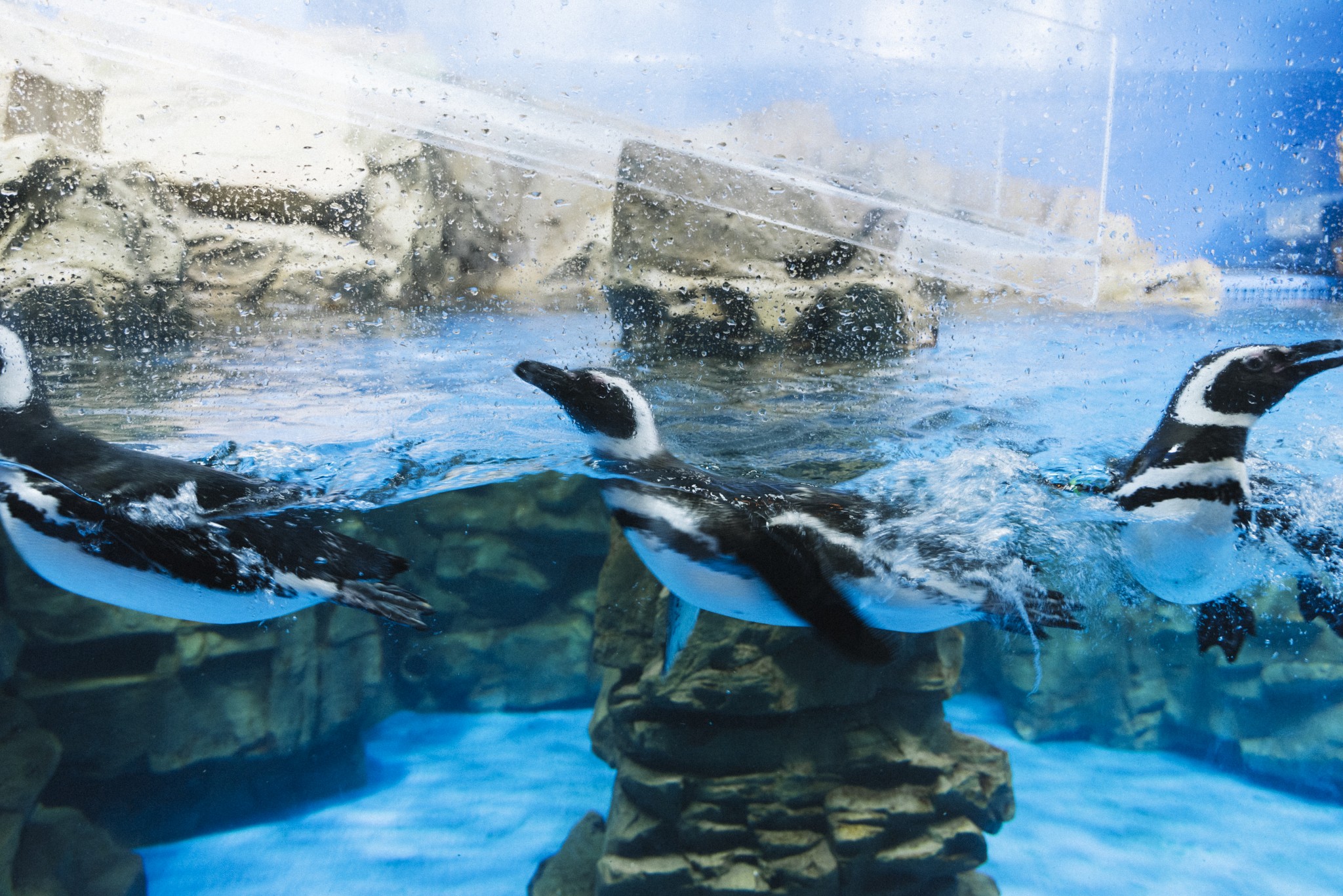 台湾】今、最も注目されている水族館〈Xpark〉へ。天井まで届く大きな