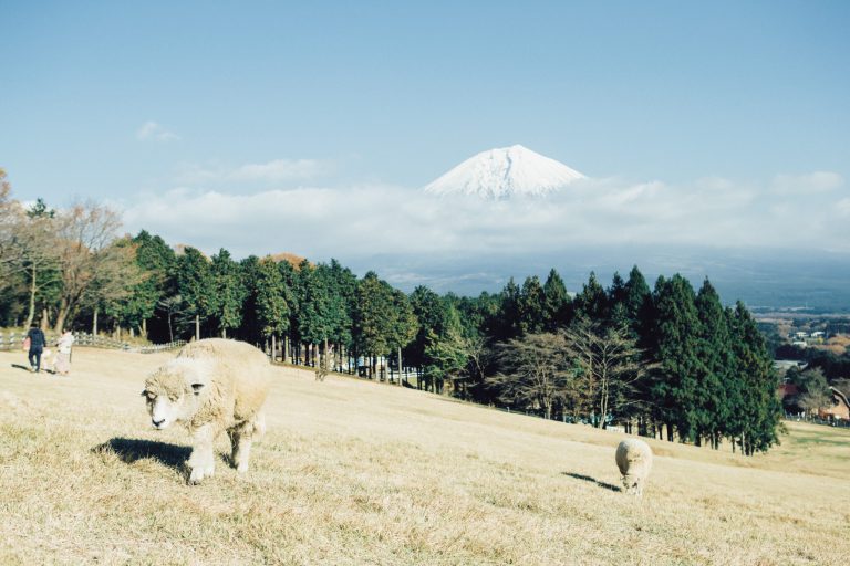 キレイな水に おいしい牛乳 日本一の山 富士山エリアのおすすめグルメ 自然スポット4選 Food Hanako Tokyo