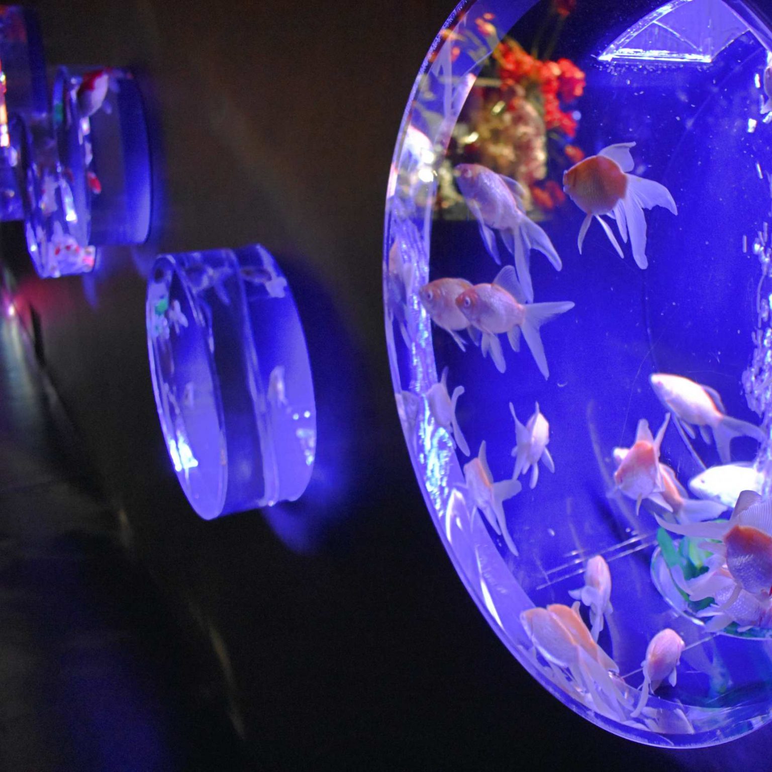 東京・日本橋に3万匹もの金魚が幻想的な空間で泳ぐ、〈アート