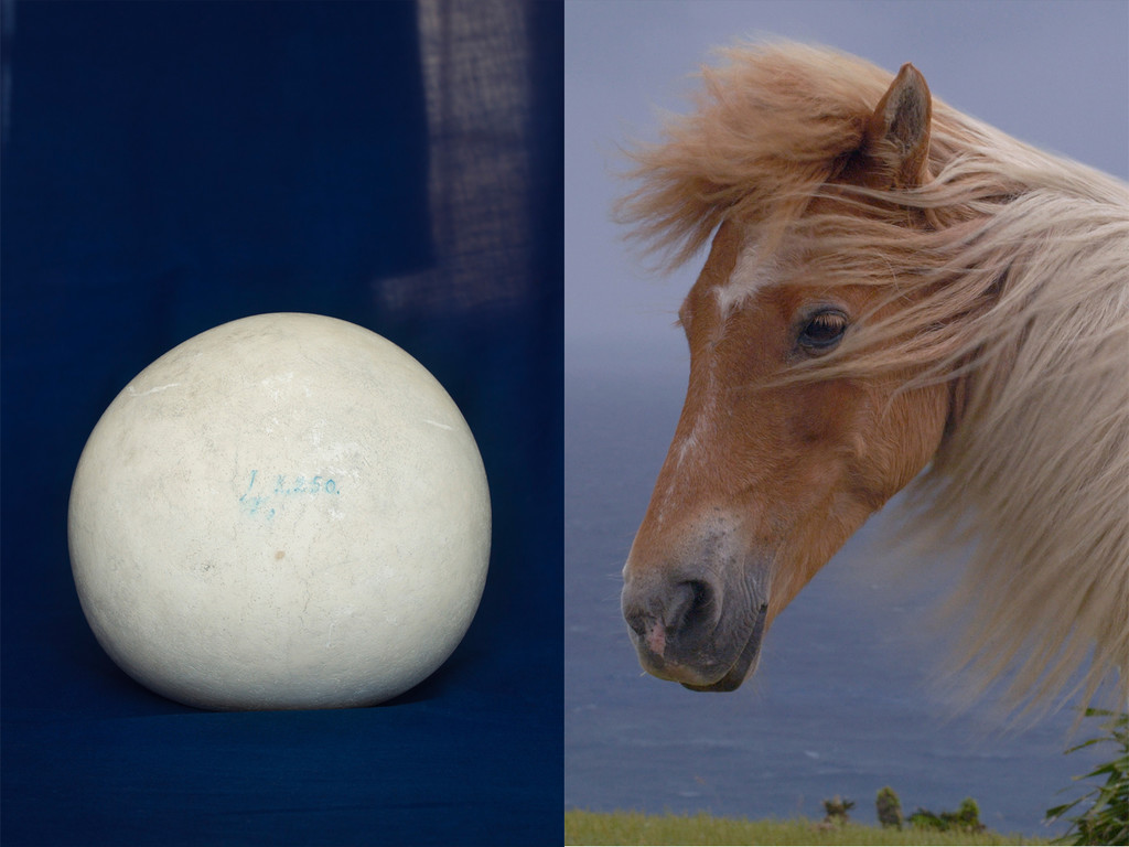 Bezoar|2018| intestinal stone of horse |19th century|50×40cm| High pigment inkjet print| Musée Vétérinaire in Paris、Image from Yorishiro 依代|2020|19'35''|4 Kvideo|Japan
