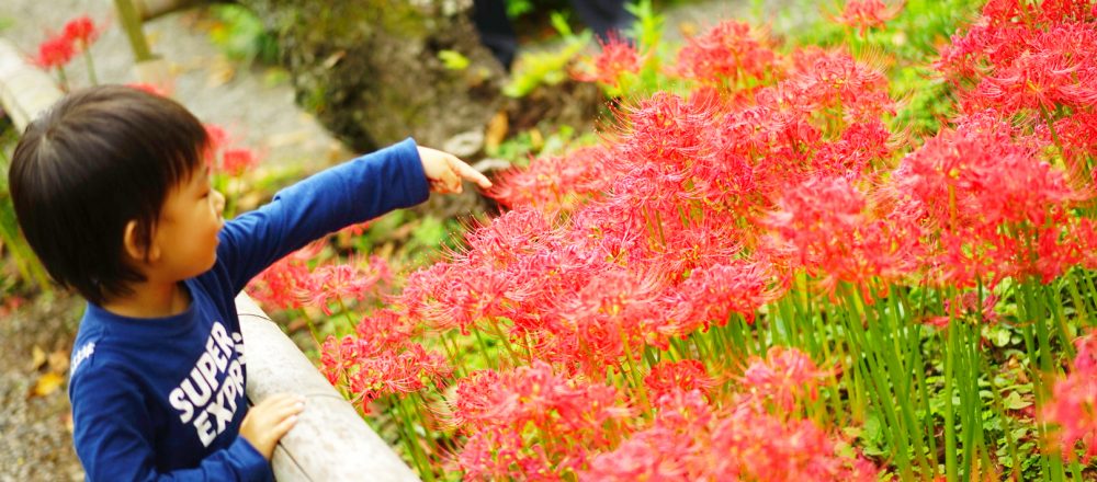 一面に彼岸花が咲き誇る鎌倉 英勝寺 へ 旬のお花がより愛おしく思う家族の時間 前田有紀の 週末 気分転 花 Hanako Tokyo