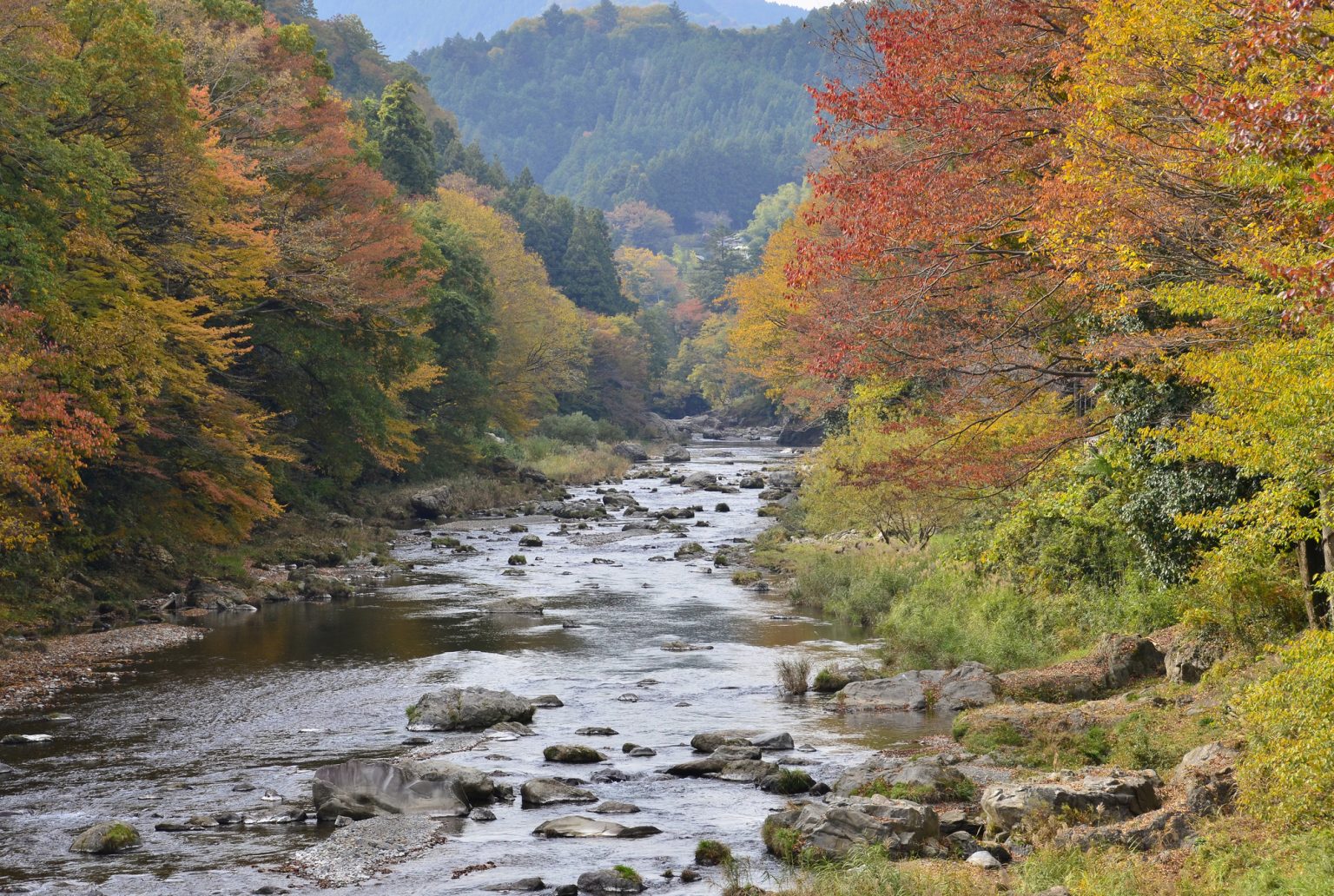 川沿いに並ぶ木々が彩る紅葉シーズンには、毎年多くの人が集まる。
