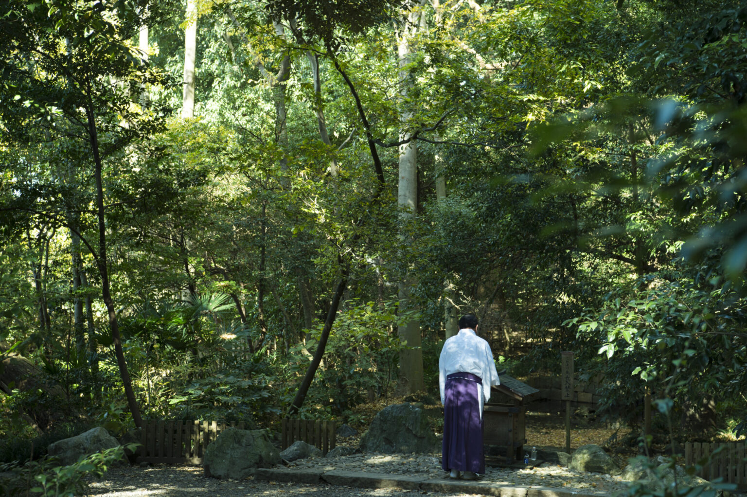 武蔵国の一の宮である氷川神社。発祥の地とされる「蛇の池」には今も湧き水があふれる。