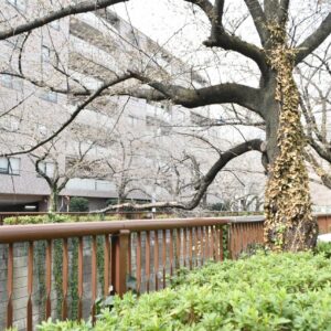 桜の季節こそ行きたいカフェ。