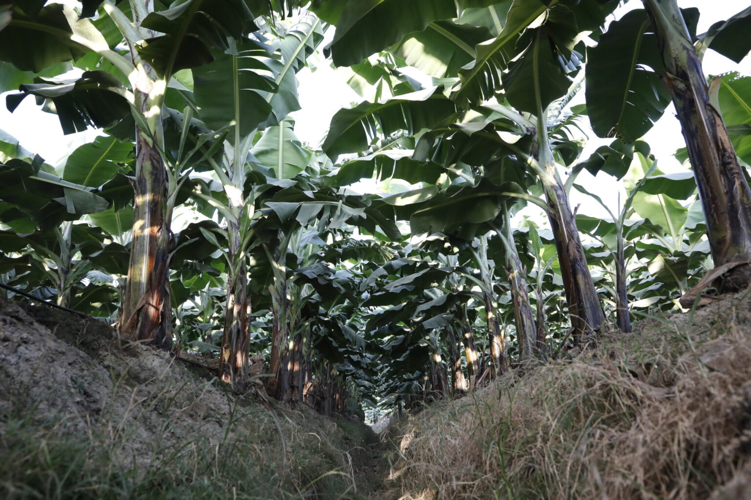 バナナ農園内の排水路は、あえて除草しないことで土壌流出を軽減している。