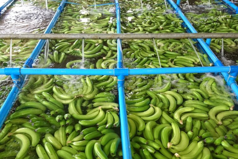 樹液（ラテックス）を洗い落すため、収穫されたばかりの緑色バナナは、水を張った大きなタンクの中に入れられます。
