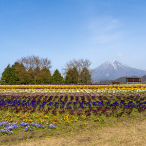 大山をバックに、四季折々のお花を鑑賞できる「花の丘」。