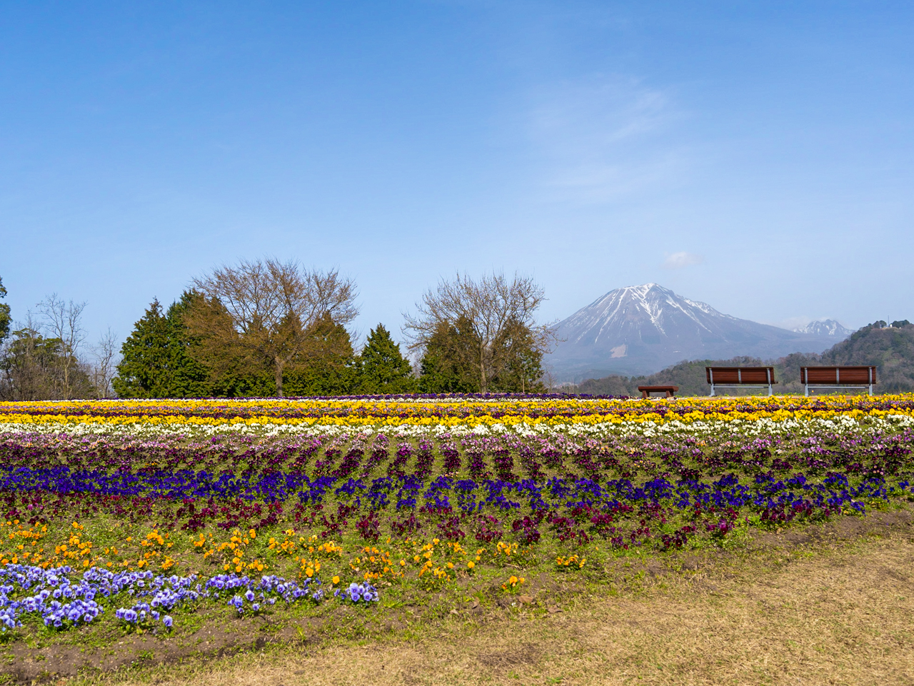 大山をバックに、四季折々のお花を鑑賞できる「花の丘」。