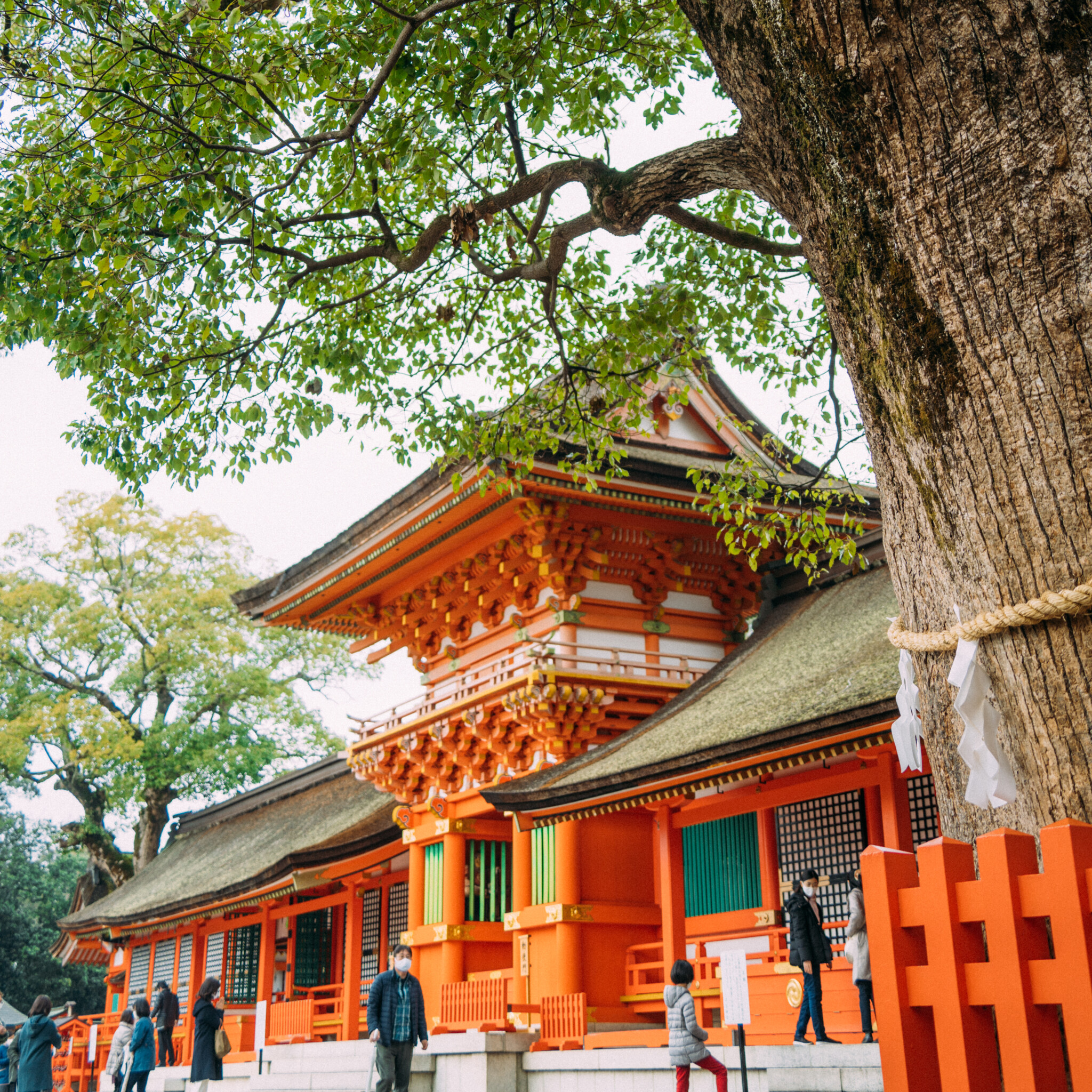 #宇佐神宮 #八幡社の総本宮 #願い事が叶う御神木 #宇佐市