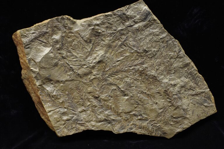メタセコイア化石所蔵：国立科学博物館