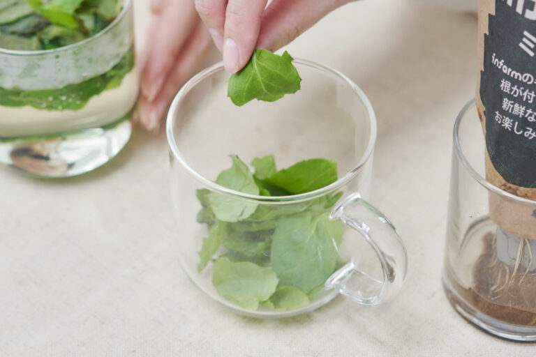ミントを適量摘み取ってカップに入れ、お湯を注ぐだけでお茶の出来上がり。