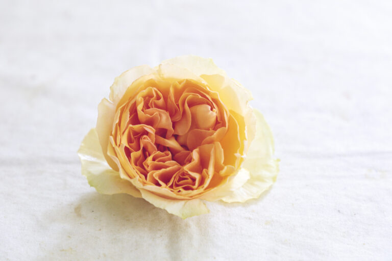 基本 バラの生け方 お手入れの方法 季節のバラを普段使いでたのしもう Lifestyle Hanako Tokyo