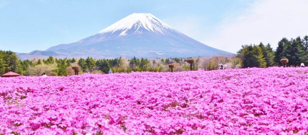 山梨 ドライブに最適 富士山の絶景が眺められるスポット5選 Report Hanako Tokyo