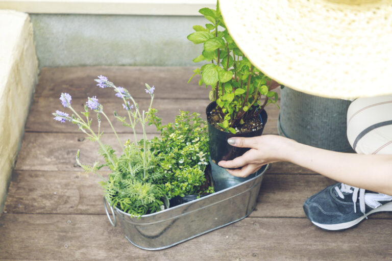 おうち時間に家庭菜園を始めよう プロが教える 初心者もできる簡単菜園づくりの基本 Lifestyle Hanako Tokyo