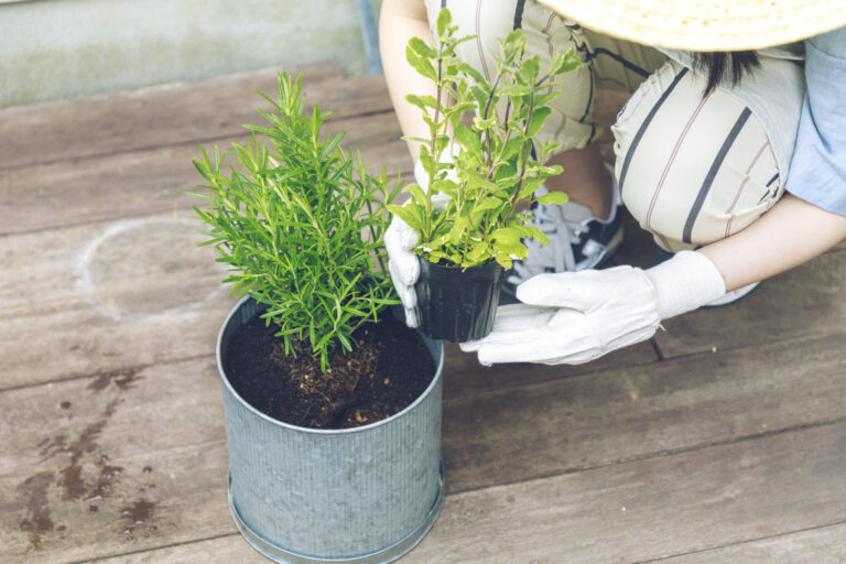 おうち時間に家庭菜園を始めよう！【プロが教える】初心者もできる簡単菜園づくりの基本。 | Lifestyle | Hanako.tokyo