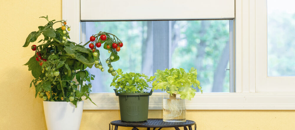 初心者にもおすすめ 窓際でハーブや野菜を育てる コンパクト菜園 のススメ Magazine Hanako Tokyo