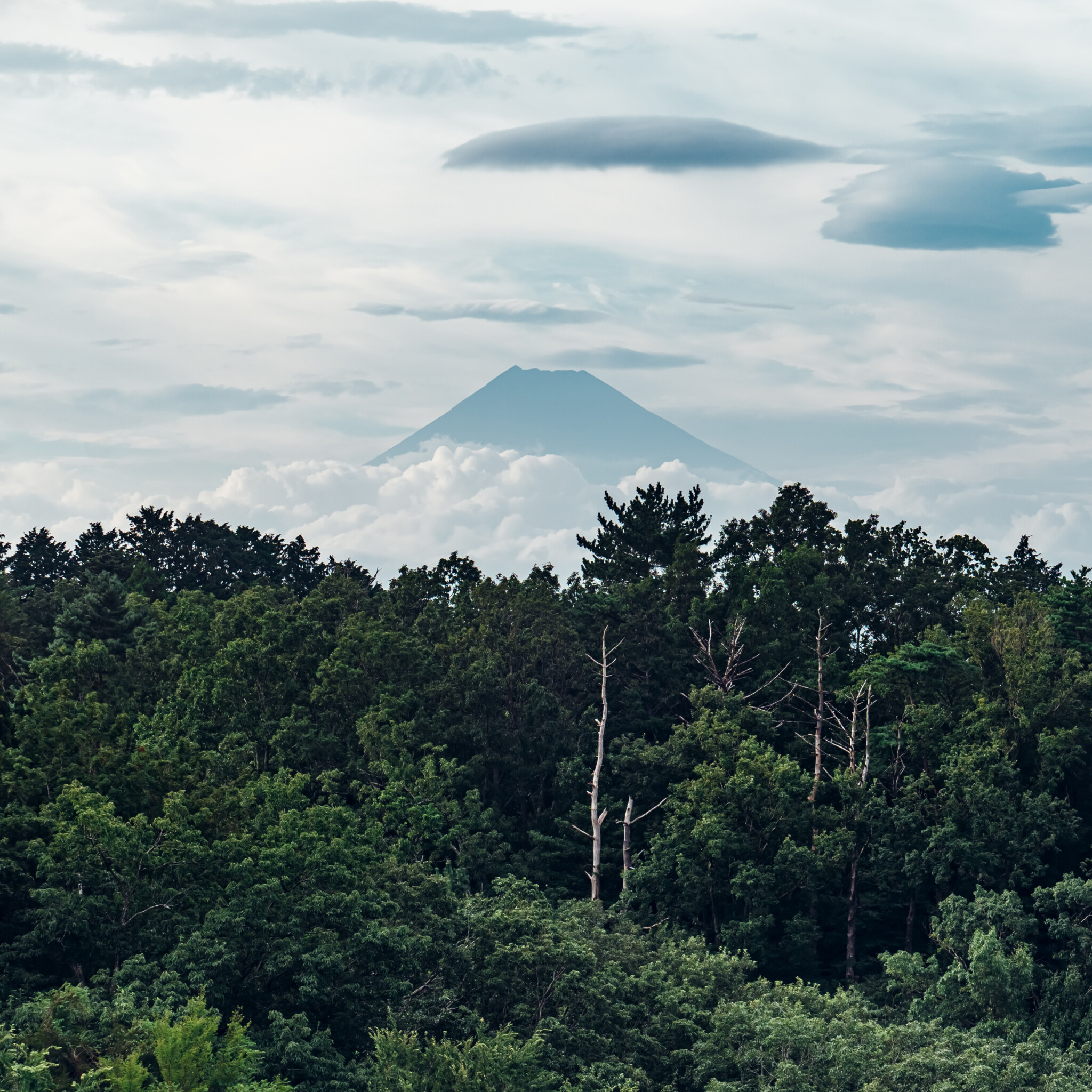 #山紫水明 #富士山の見える部屋!