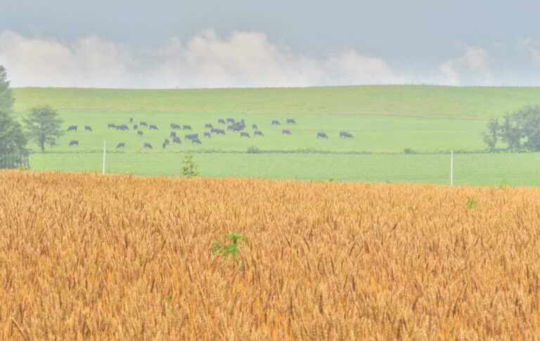 北海道の小麦畑の風景。