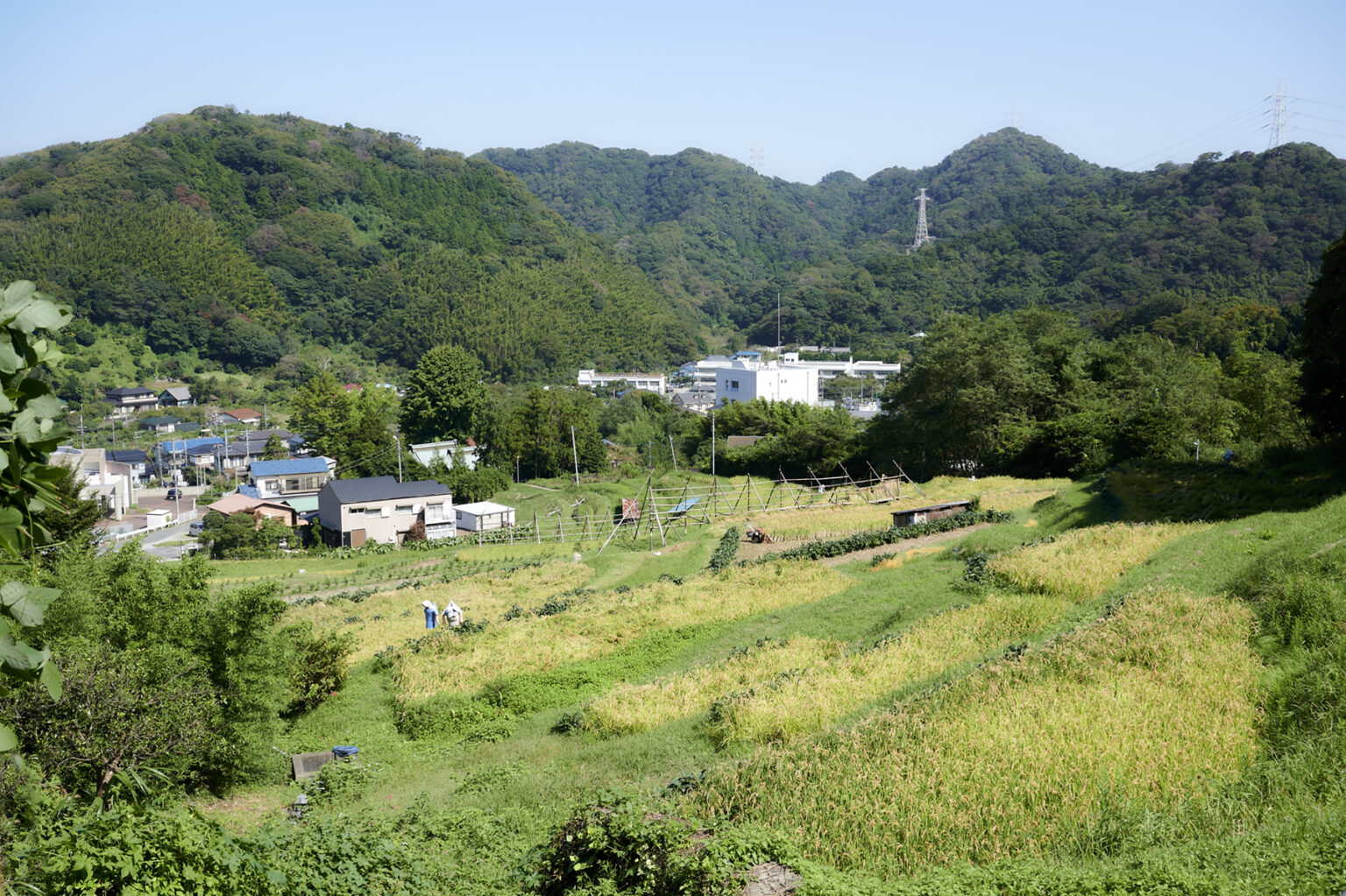 神奈川県葉山町の上山口の棚田。