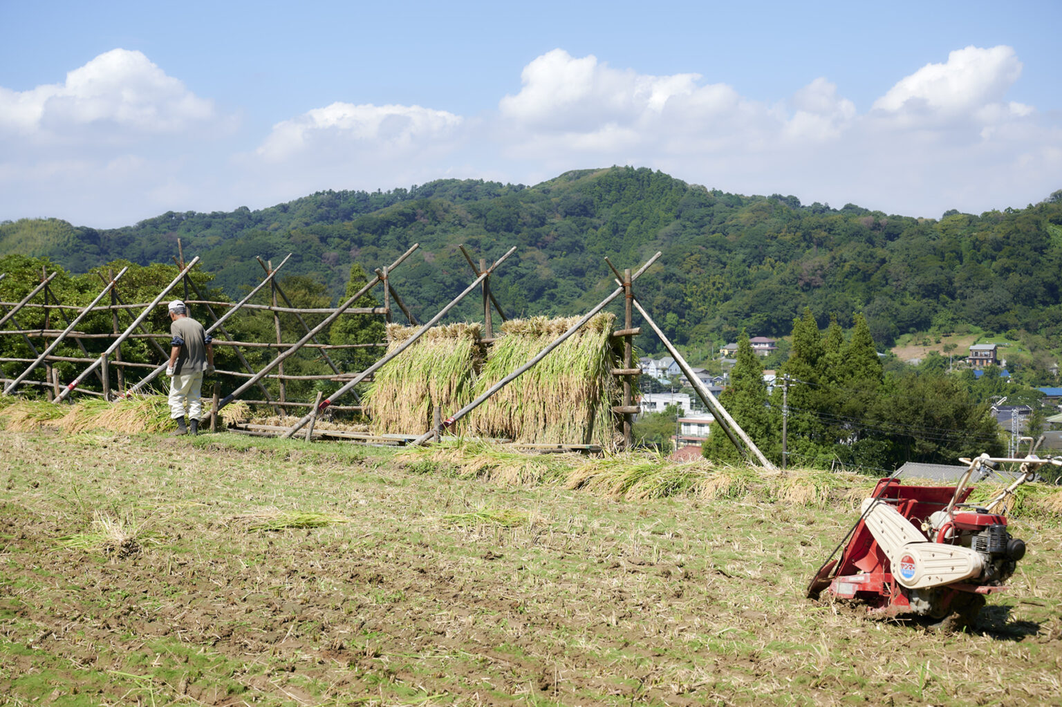 稲架掛け（はざかけ）作業。これも日本の稲作の原風景の一つ。