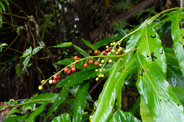アオノクマタケランは生姜の仲間。沖縄の在来種です。