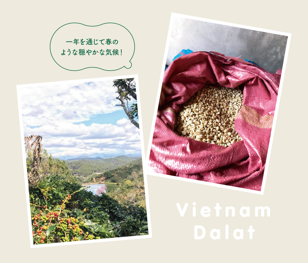 ベトナムの都市・ホーチミンから北東に300キロほど離れた高原地帯。
標高1,500mの山間にたたずみ、湖や滝などの水源が豊かなことから、コーヒー栽培にも適した避暑地。