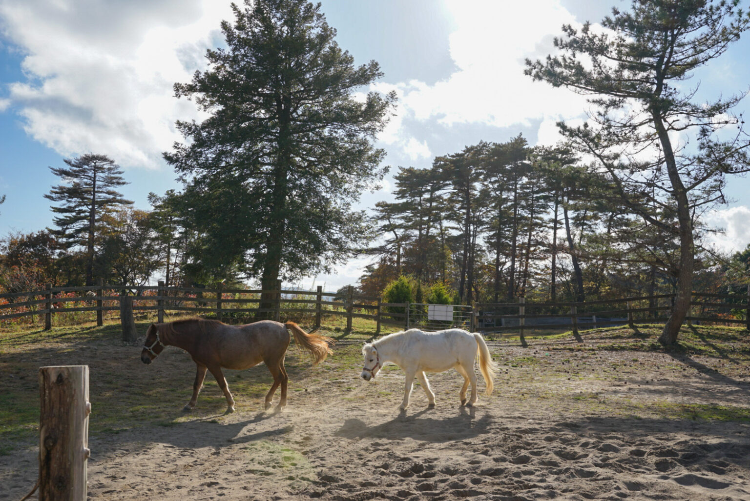 施設内には9頭の馬が暮らしている。「グラウンドワーク」という特別な飼育方法で育てられており、極めて穏やかで人懐っこい性格。
