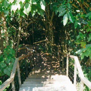 テラスへの入口はまるでジャングル。