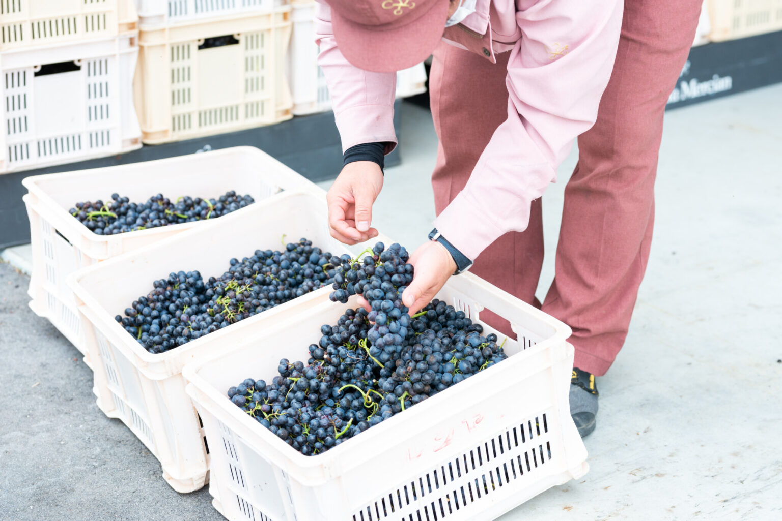 収穫されたブドウは、すぐにワイナリーに運ばれます。