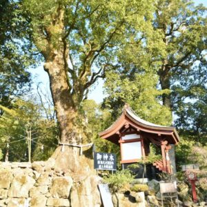 鹿兒島神宮のご神木は、樹齢800年のクスノキ。