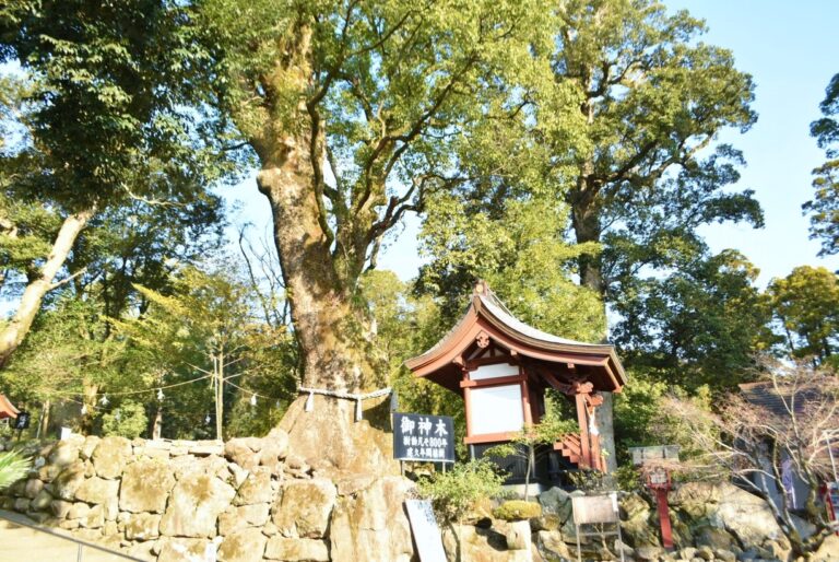 鹿兒島神宮のご神木は、樹齢800年のクスノキ。