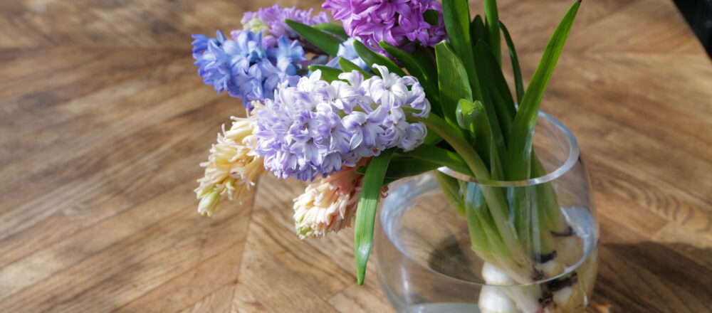 プロが教える球根水耕栽培の方法 初心者にもわかりやすく解説 Lifestyle Hanako Tokyo