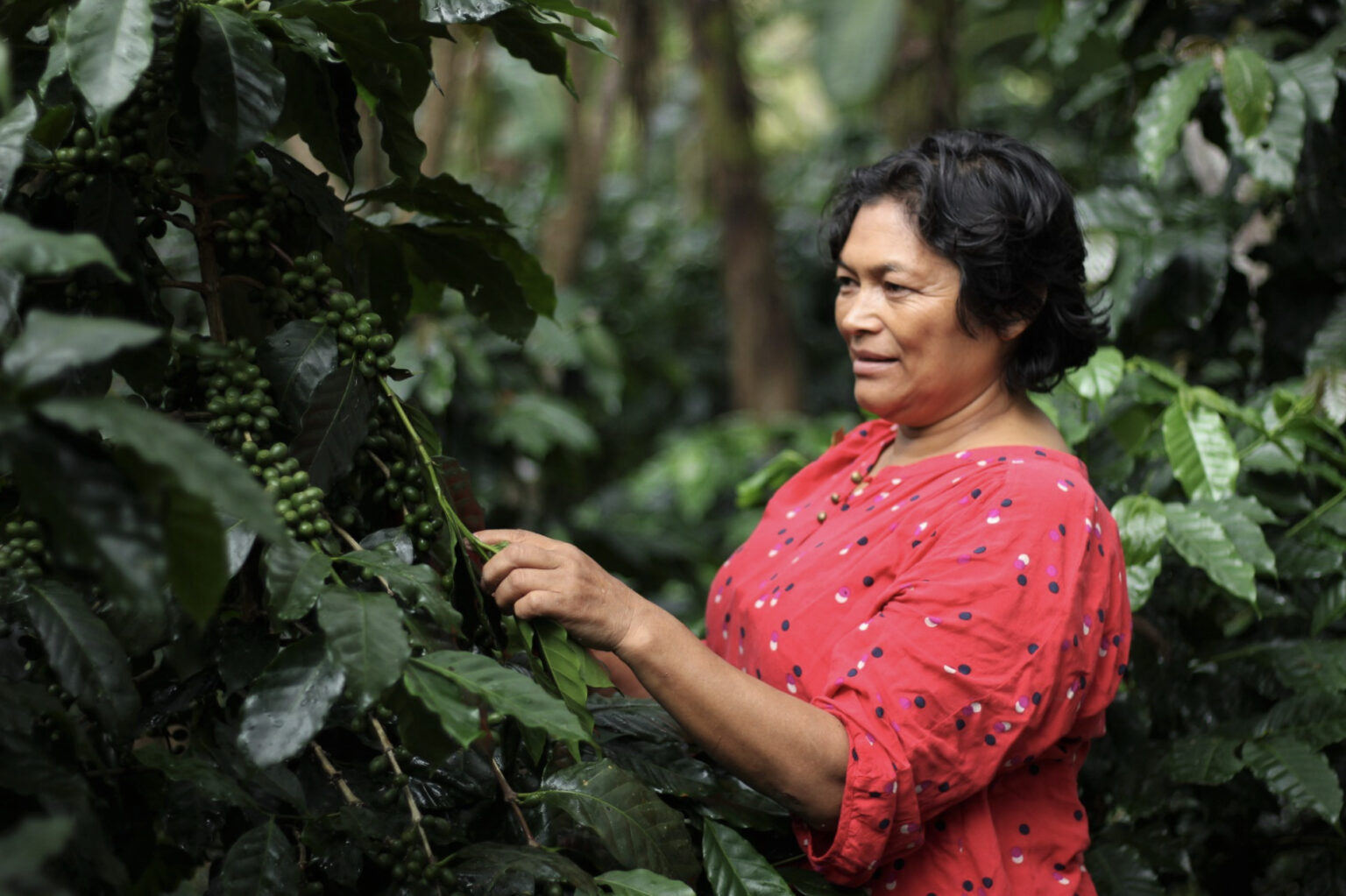 ホンジュラスのマルカラ地域の「COMSA 」メンバーは、地域の植物や野生生物へ配慮したコーヒー作りを行う。