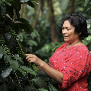 ホンジュラスのマルカラ地域の「COMSA 」メンバーは、地域の植物や野生生物へ配慮したコーヒー作りを行う。