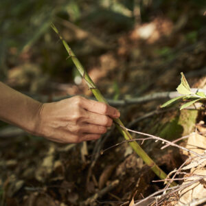これは「根曲がり竹」。長野を代表する筍だそう。こんな細いのは初めて見た。