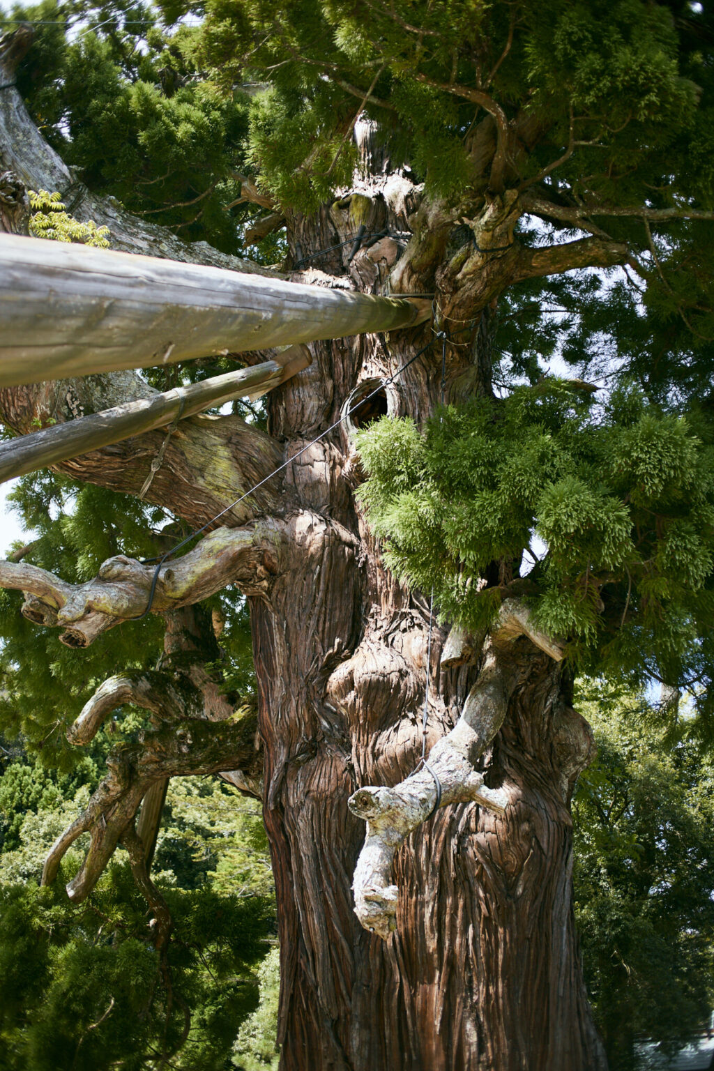 随神門右手に立つ八百杉（やおすぎ）。幹周約11mの巨木で樹齢は2000年とも。人魚の肉を食べて不死となった八百比丘尼(やおびくに)が植えたと伝わる。