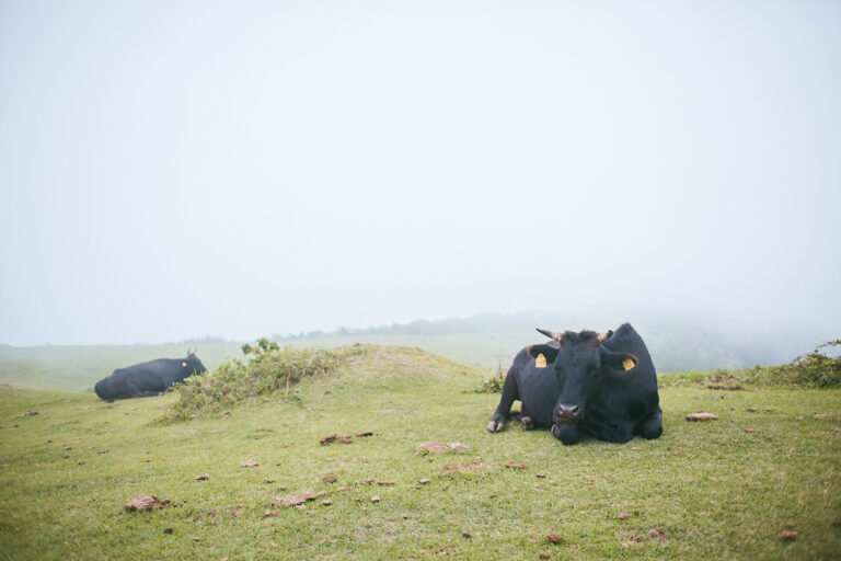 摩天崖をはじめ島には広い牧草地が点在。黒毛和牛が放牧されている。急勾配の傾斜地を移動することで足腰の強い健康な牛に育つ。