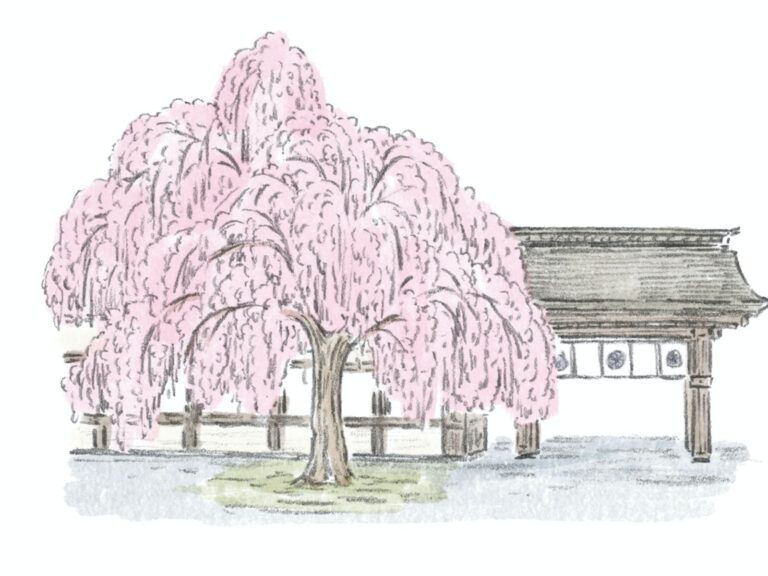 〈 平野神社 〉の魁桜