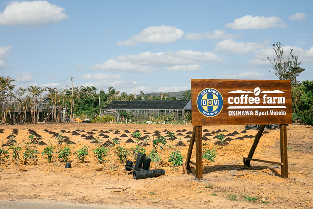2019年に開墾した、沖縄県名護市許田にある「ネスカフェ 沖縄コーヒープロジェクト」の農場。