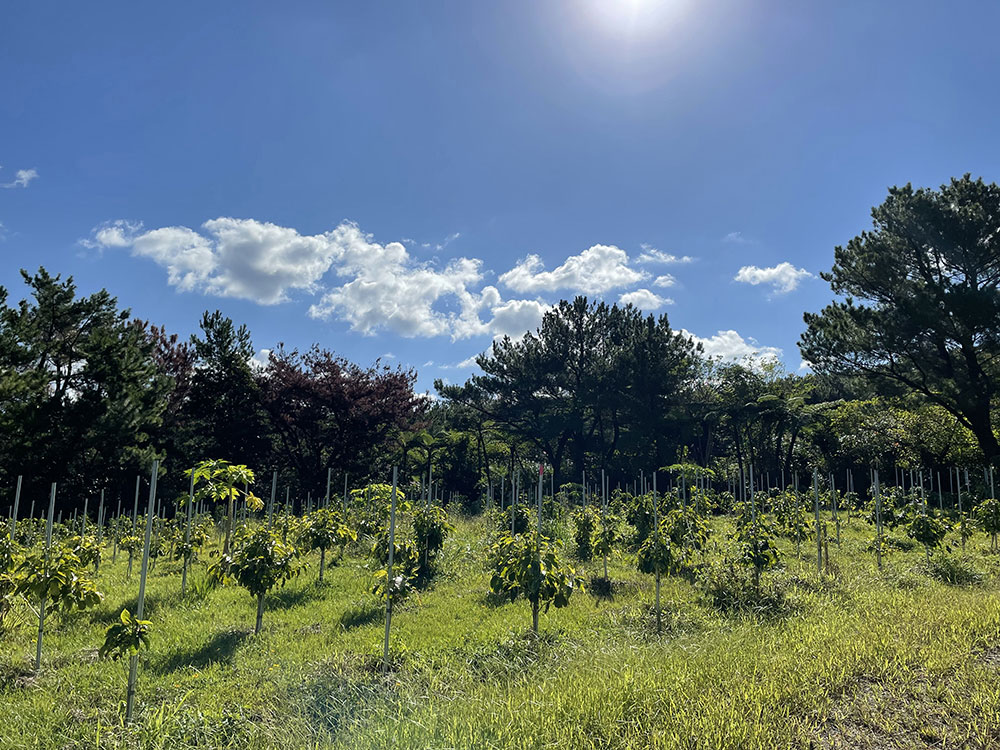 2021年に開墾した、国頭郡大宜味村の直営管理農場。
苗木の移植からまだ日が浅いため、許田の農場よりも木の背丈が低い。