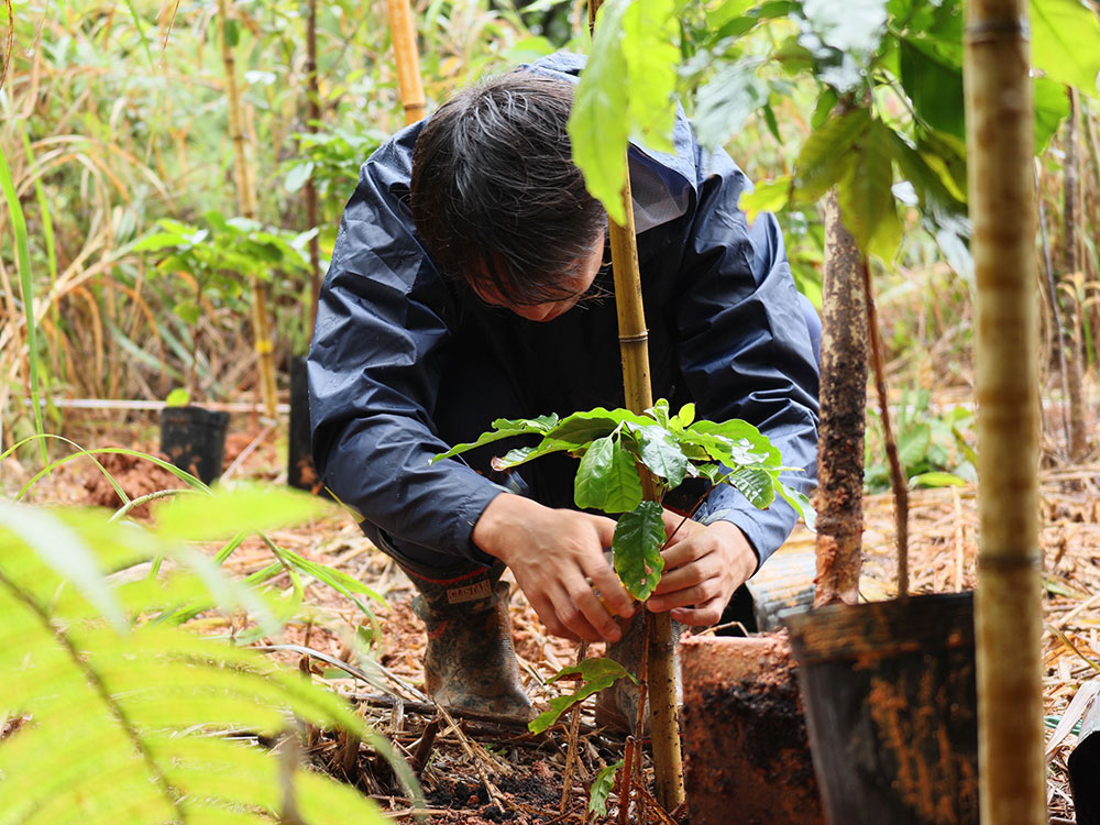 国頭郡大宜味村の農場で、移植した苗木に添木を施す沖縄SVの選手。