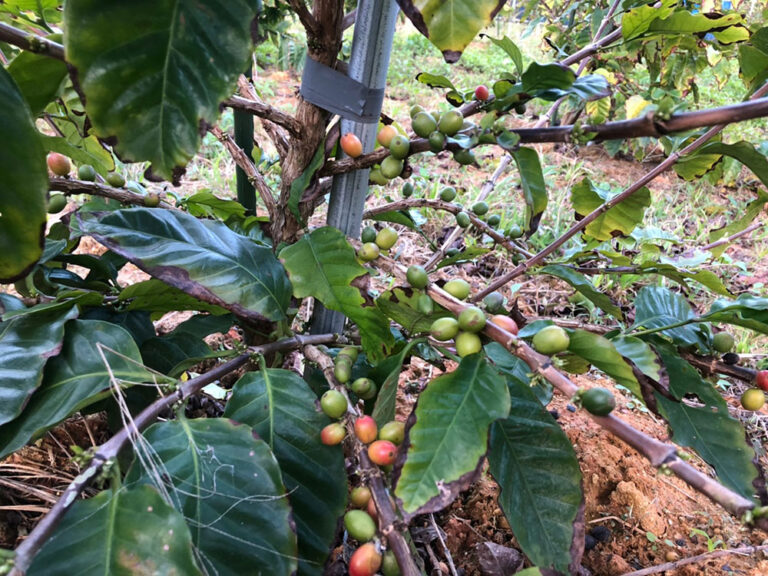 2021年冬の許田の農場の様子。コーヒーの木は、日本の晩秋〜春先に実をつける。