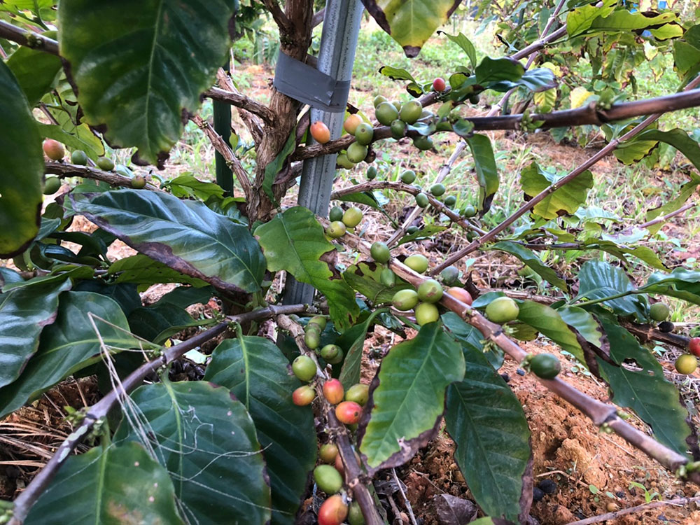 2021年冬の許田の農場の様子。
コーヒーの木は、日本の晩秋〜春先に実をつける。